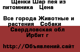 Щенки Шар пея из питомника › Цена ­ 25 000 - Все города Животные и растения » Собаки   . Свердловская обл.,Ирбит г.